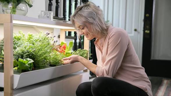 Charting Practical Fixes for Smart Farms: A Problem-Driven Look at Scalable Growing